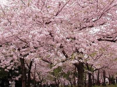 大宁郁金香公园景观设计（大宁郁金香公园景观设计理念）