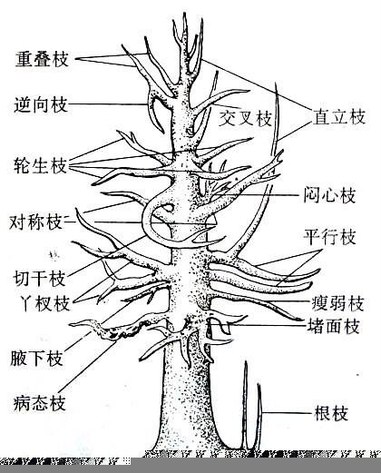 桂花造型景观设计（桂花造型景观设计图）