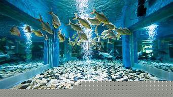 水族景观设计主流透视法