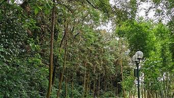广州花果山公园景观设计（广州花果山公园景观设计理念）