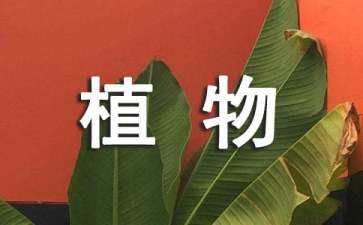 樱花主题公园景观设计（樱花主题公园景观设计方案）