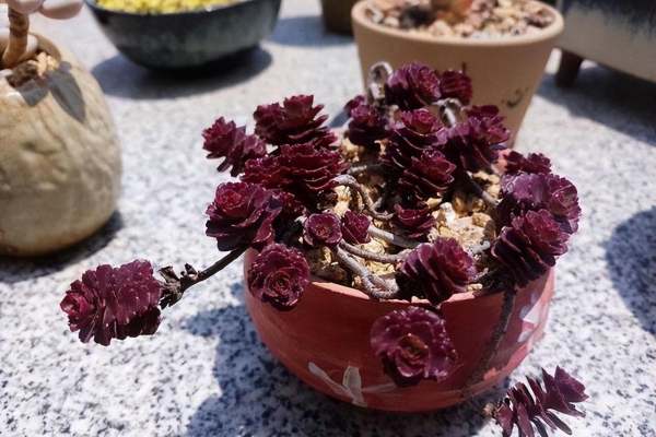 室内多肉植物景观设计（室内多肉植物景观设计图片）